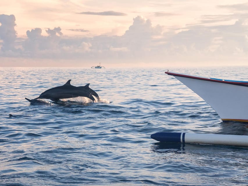 Bali: Swimming with dolphin & waterfal tour, all inclusive. - Coffee plantation and tasting: what you learn in an hour