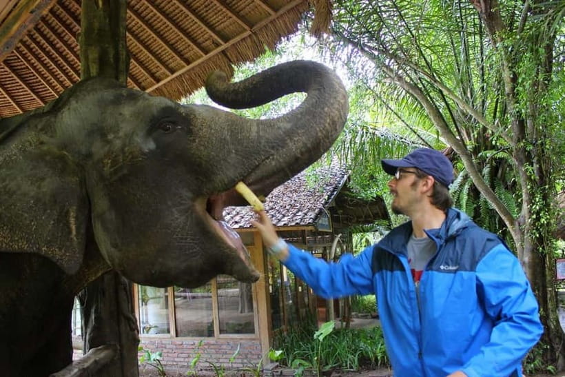Bali: Taman Safari and Elephant Feeding with Hotel Transfer - Key Highlights at a Glance