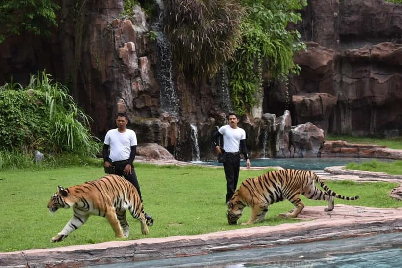 Bali: Taman Safari and Elephant Feeding with Hotel Transfer - The Safari Tram and the Park Route, So You Don’t Waste the Morning