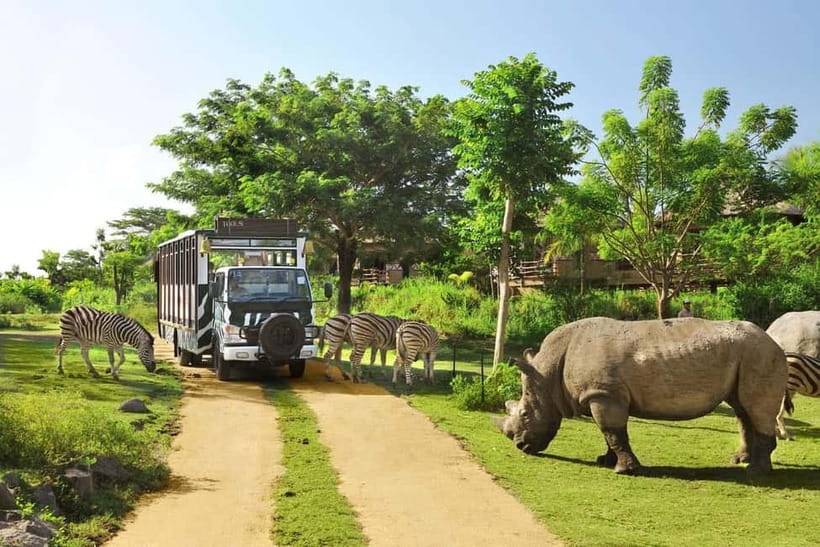 Bali: Taman Safari and Elephant Feeding with Hotel Transfer - Hotel Pickup and the 8-Hour Rhythm That Keeps It Worth Your Time