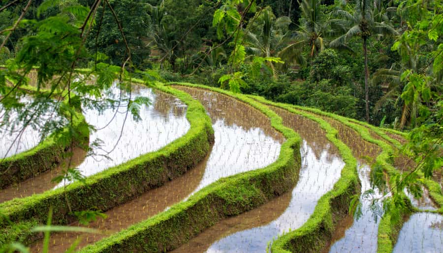 Bali: Tanah Lot, Jatiluwih Terrace, & Ulundanu Beratan Tour - A full-day route that links Bali’s sea temple and highland temples