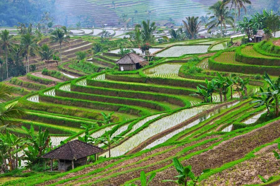 Bali: Tanah Lot, Jatiluwih Terrace, & Ulundanu Beratan Tour - Lunch near Jatiluwih plus your one optional add-on
