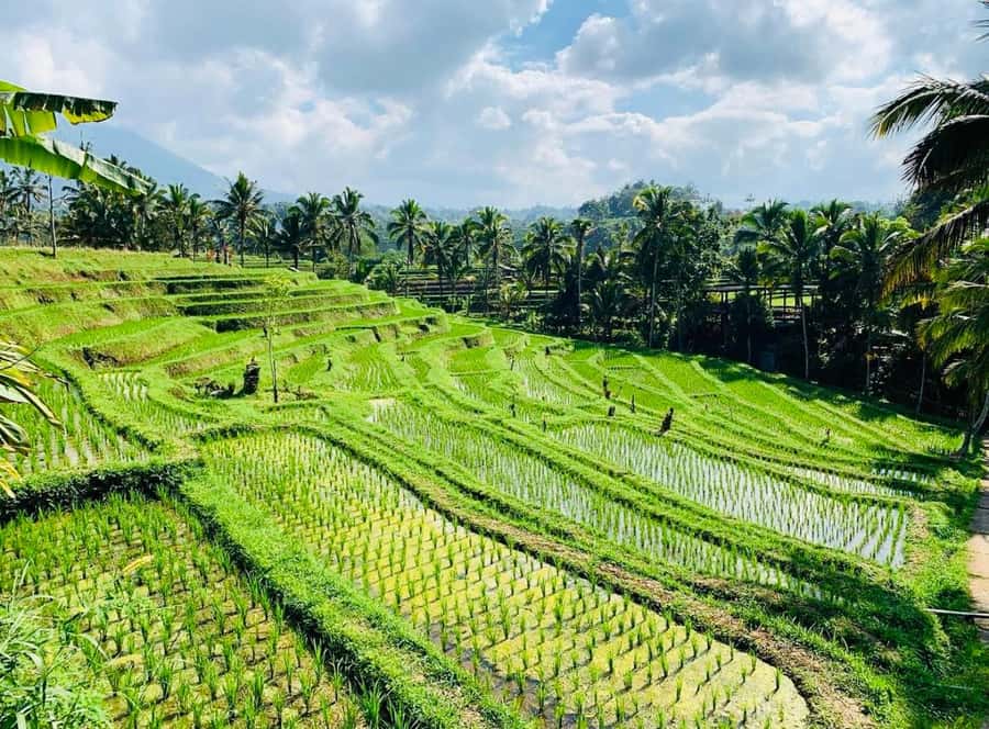 Bali: Tanah Lot, Jatiluwih Terrace, & Ulundanu Beratan Tour - Price and value: what you get for about $33 per person