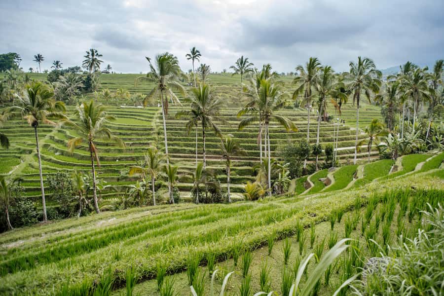 Bali: Tanah Lot UNESCO World Heritage Sites Full-Day Tour - What This 10-Hour UNESCO Circuit Gets You in Bali