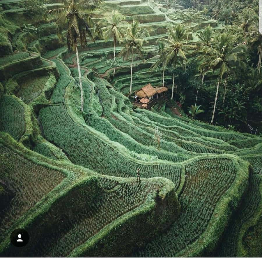 Bali: Tirta empul Temple, Rice terrace and Waterfall - Tibumana Waterfall: a lush reset for mind and camera