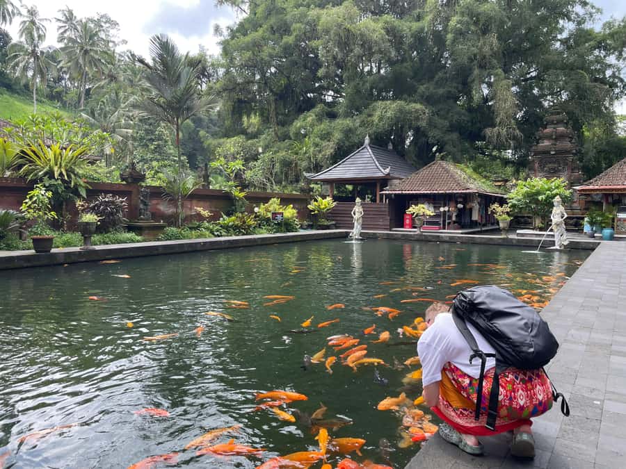 Bali: Tirta empul Temple, Rice terrace and Waterfall - Price and what you truly get for about $29