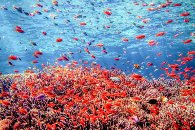 Tulamben Bay and the USAT Liberty Wreck Dive