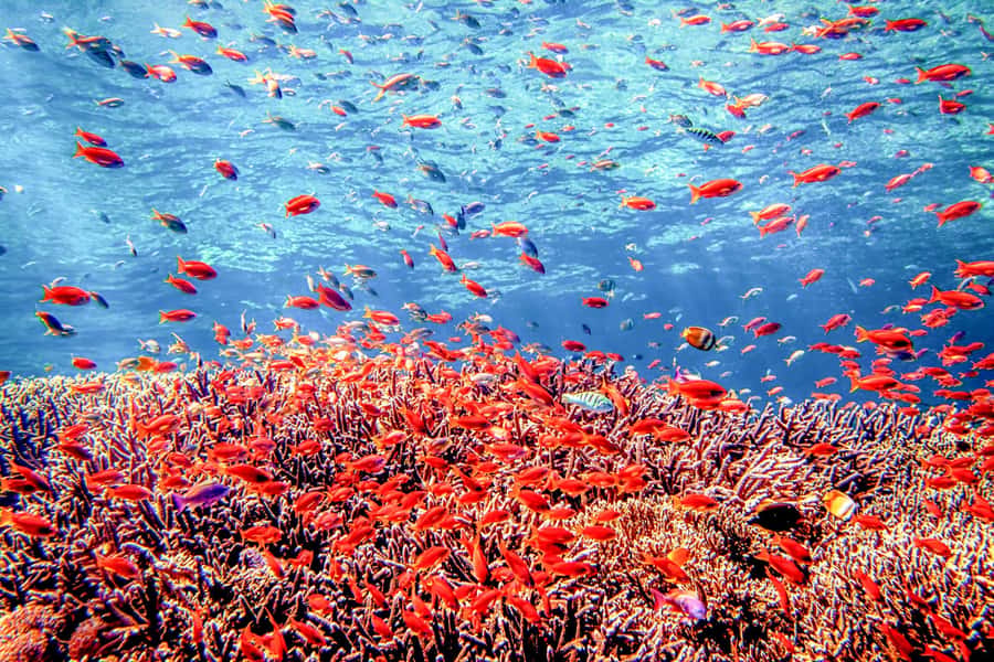 Bali: Tulamben Bay and the USAT Liberty Wreck Dive - Why the USAT Liberty wreck draws serious attention