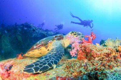 Tulamben Bay Beginner’s Dive Experience