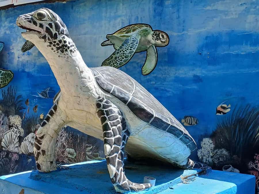 Bali: Turtle Conservation and Education Tour & Local Market - Key highlights you will actually care about