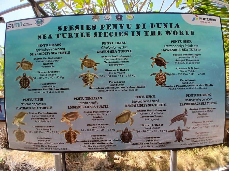 Bali: Turtle Conservation and Education Tour & Local Market - Turtle conservation at a rescue centre, not a souvenir factory