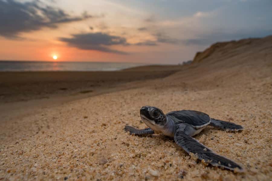 Bali: Turtle Conservation and Education Tour & Local Market - The Denpasar photo stop that breaks up the day