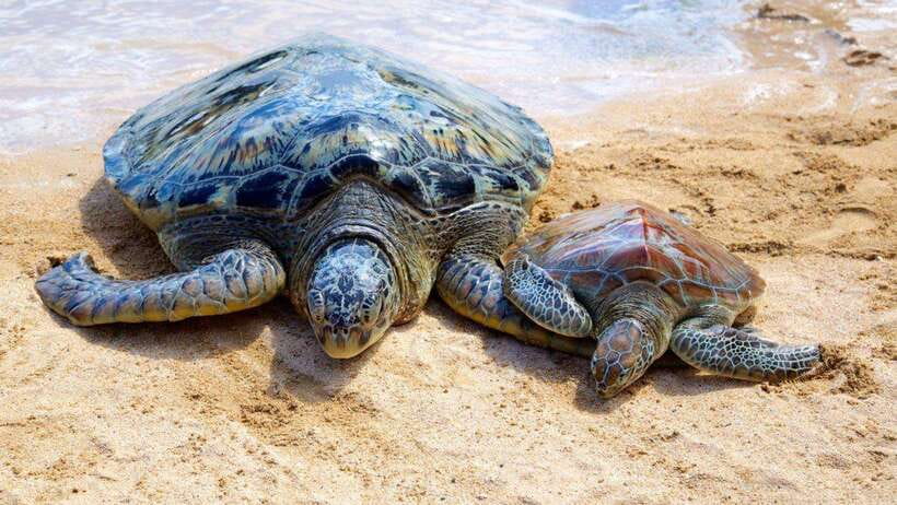 Bali : Turtle Conservation Center Tour option Release Turtle - Key Things You’ll Remember