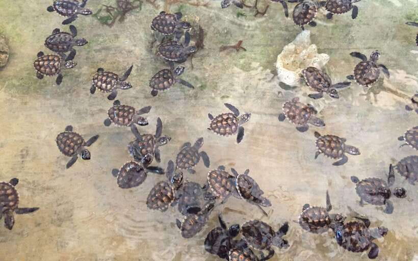 Bali : Turtle Conservation Center Tour option Release Turtle - Hotel Pickup, WhatsApp Updates, and Where You’ll Need to Pay Attention