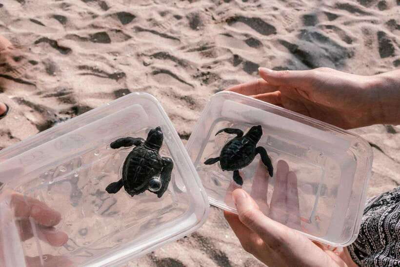 Bali : Turtle Conservation Center Tour option Release Turtle - Tanjung Benoa Turtle Conservation Center: What You’re Really Supporting