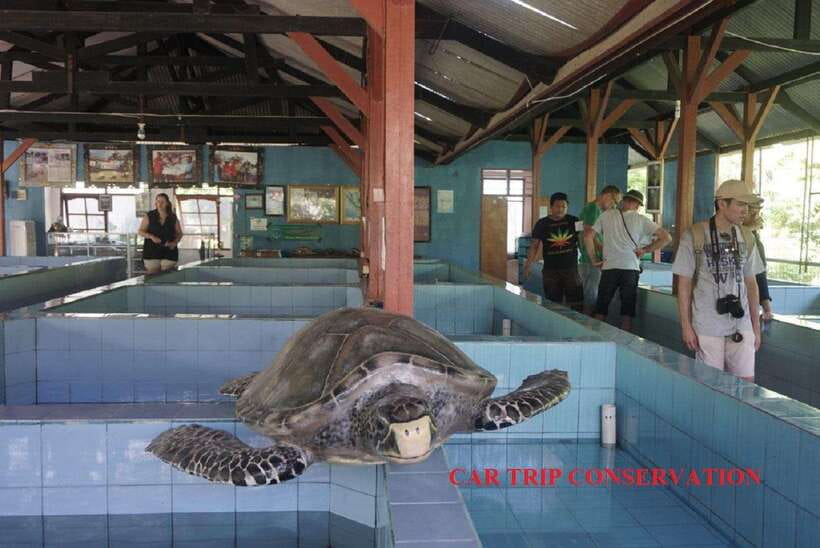 Bali : Turtle Conservation Center Tour option Release Turtle - Serangan Island Guided Visit: Learning How the Center Works