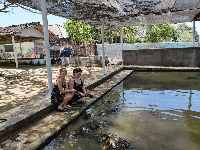 Bali : Turtle Conservation Center Tour option Release Turtle - The Animal Lineup: What You Can Expect to See
