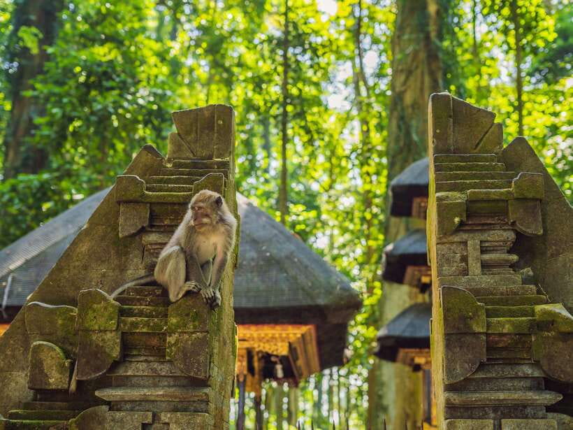 Bali: Ubud Adventure, Swing, Monkey Forest & Waterfall Tour. - Key Things That Make This Tour Worth Your Time