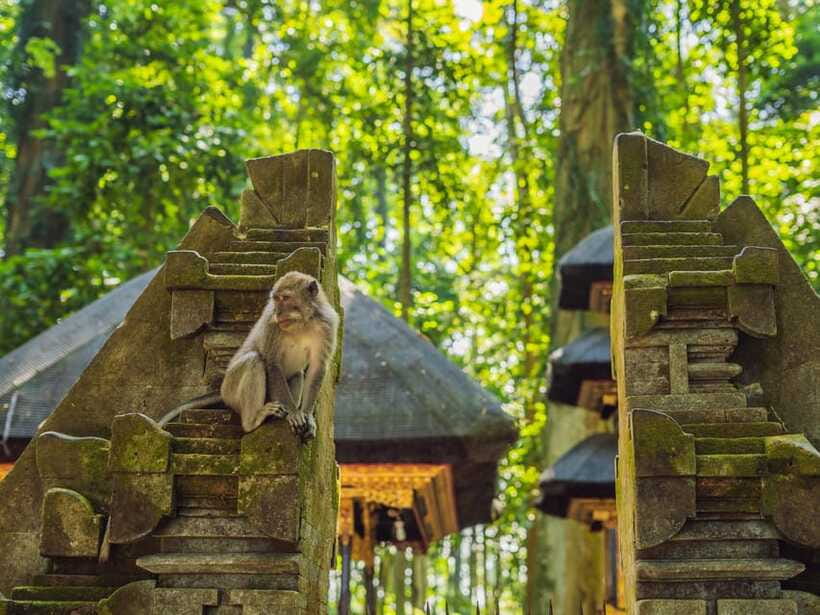 Bali: Ubud Adventure, Swing, Monkey Forest & Waterfall Tour. - Monkey Forest Sanctuary: How to See Monkeys Without Losing Control