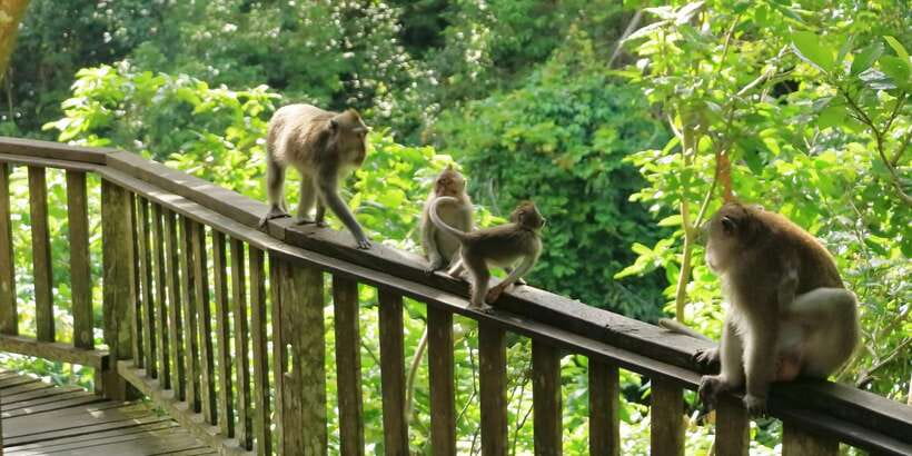 Bali: Ubud and Kintamani Viewpoint Opt. Swing & Buffet Lunch - Fast takeaways