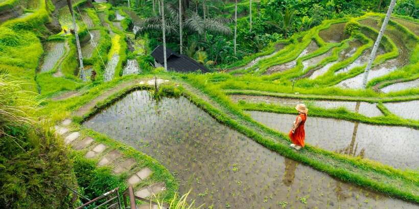 Bali: Ubud and Kintamani Viewpoint Opt. Swing & Buffet Lunch - Sacred Monkey Forest Sanctuary: a protected reserve with real personality