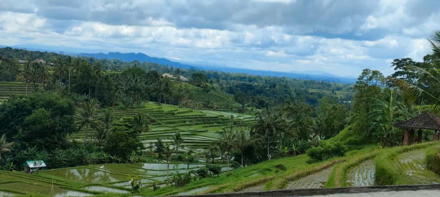 Bali: ubud costumize tour with private driver - Tegallalang Rice Terraces: Guided Time in a Famous Landscape