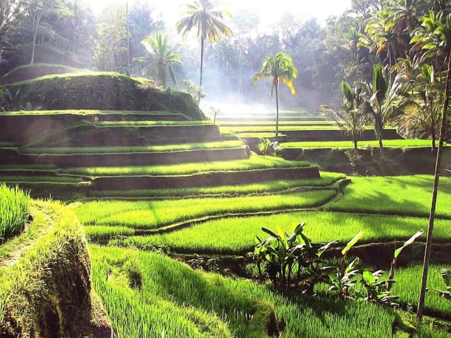Bali: Ubud Day Tour with Swing and Zipline - Bali Swing Heaven: where the day turns from sightseeing to adrenaline