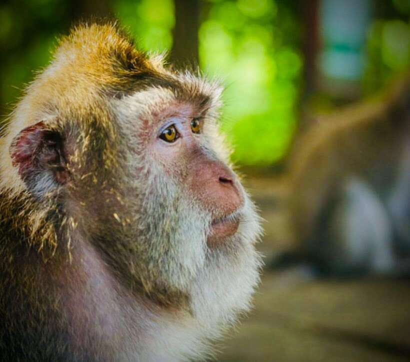 Bali: Ubud Monkey Forest, Coffee Plantation, and Market Tour - Key highlights worth marking on your map
