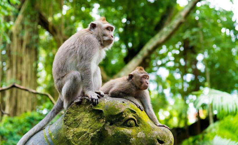 Bali: Ubud Monkey Forest, Waterfall, and Rice Terrace Tour - Who This Tour Fits Best