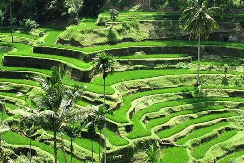 Bali: Ubud Monkey Forest, Waterfall, and Rice Terrace Tour - Why This Ubud Day Plan Makes Sense