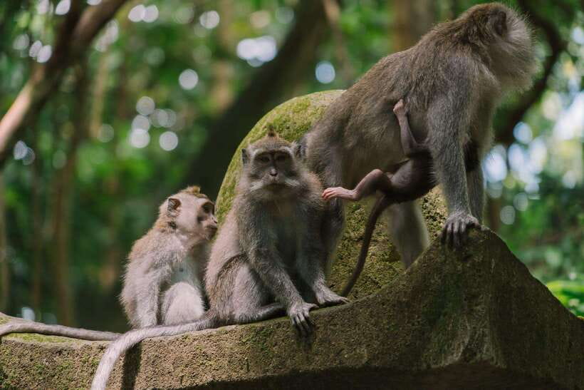 Bali: Ubud Monkey Forest, Waterfall, and Rice Terrace Tour - Sacred Monkey Forest Sanctuary: What to Expect and How to Enjoy It
