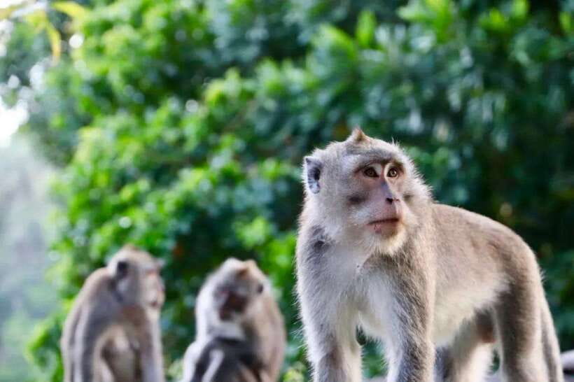 Bali: Ubud Monkey Forest, Waterfall, and Rice Terrace Tour - Tegalalang Rice Terrace Walk: Traditional Farming Views You Can Actually Walk