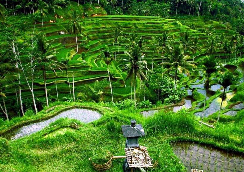 Bali: Ubud Monkey Forest, Waterfall, and Rice Terrace Tour - Price, Inclusions, and What You Still Need to Pay