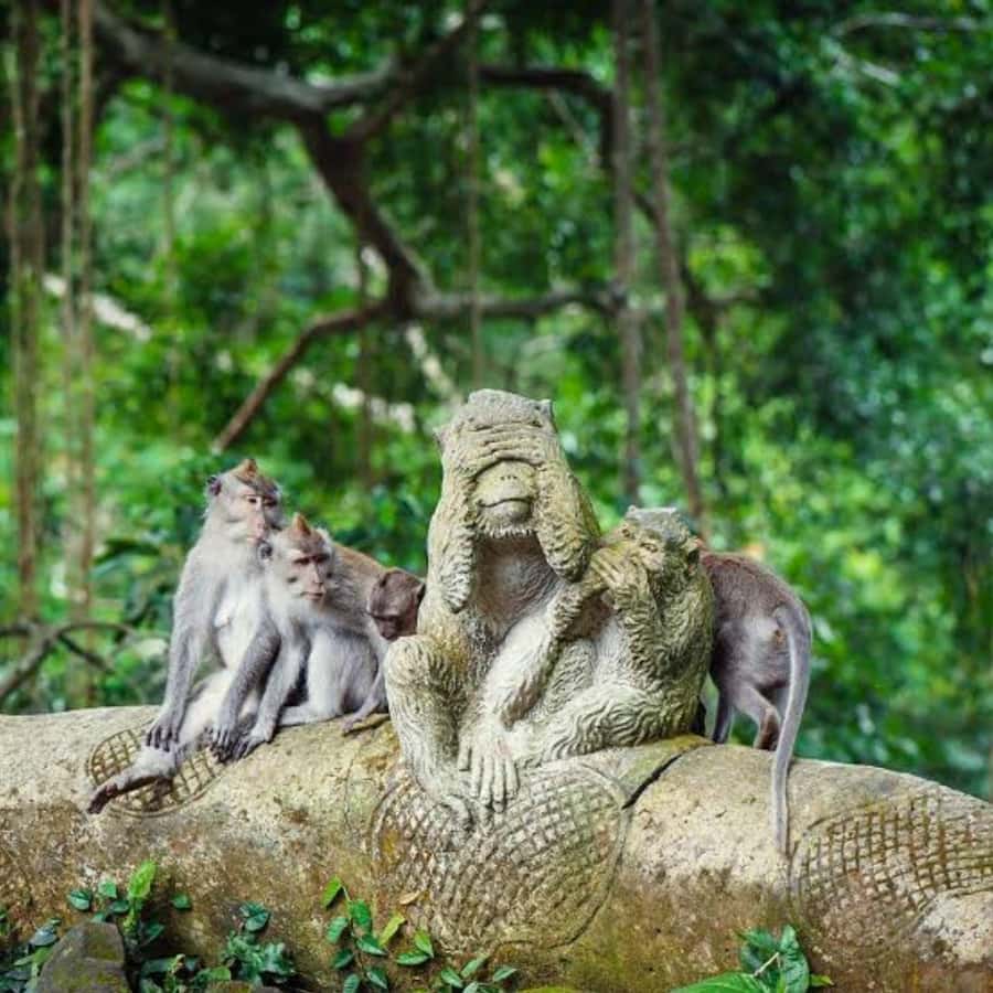 Bali ubud : monkey forest, waterfall , temple - Coffee Plantation Stop and Luwak Coffee: The Story Behind the World’s Priciest Cup