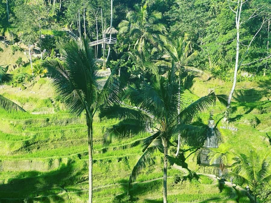Bali ubud : monkey forest, waterfall , temple - Tegenungan Waterfall: The Half-Hour Drive That Turns Into a Big Photo Stop
