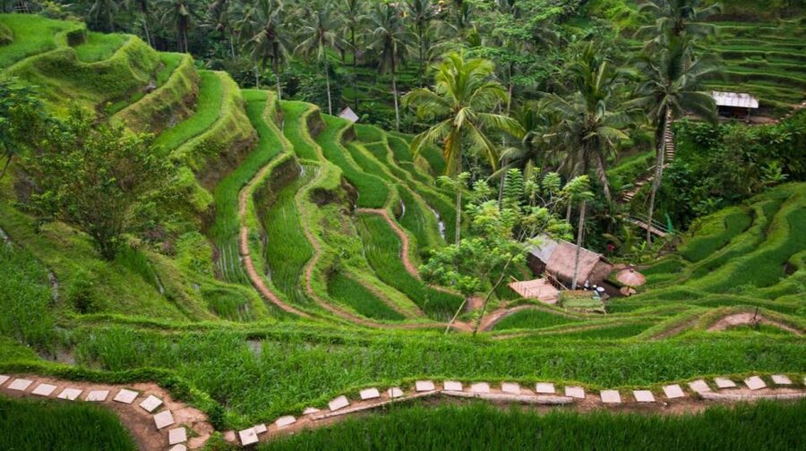 Bali: Ubud, Tegalalang, and Tanah Lot Temple Day Trip - Transport and the driver-guide: why the day feels smooth