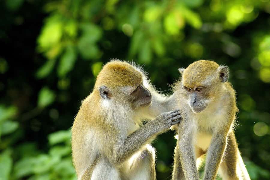 Bali: Ubud, Tegalalang, and Tanah Lot Temple Day Trip - How This Ubud to Tanah Lot Day Trip Fits 8 to 9 Hours