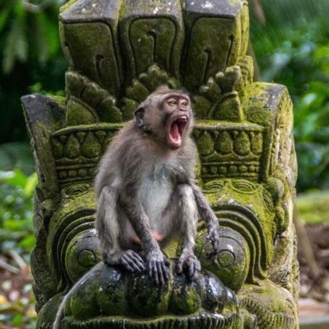 Bali Ubud Tour Best of Ubud Higlight with private Transfers - Should you book this Ubud Best of tour with private transfers?