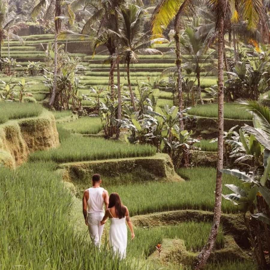 Bali Ubud Tour Best of Ubud Higlight with private Transfers - Private AC transfers make the day feel smoother