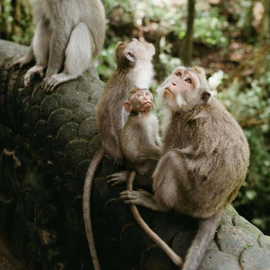 Bali Ubud Tour Best of Ubud Higlight with private Transfers - Tirta Empul: Hindu purification at a volcanic spring