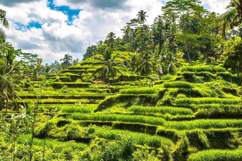 Bali: Ubud Tour with Tirta Empul Temple and Rice Terrace - Coffee, Water, and Safety: The Practical Stuff Your Guide Helps With