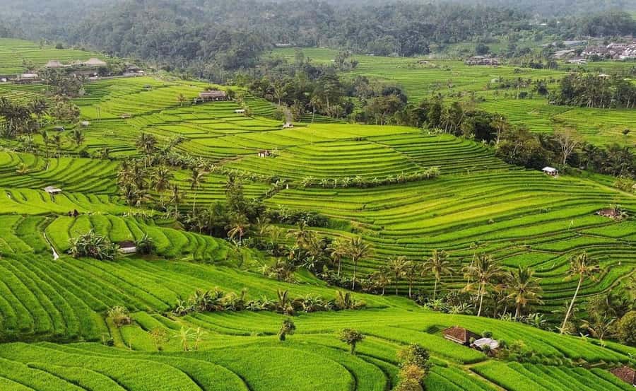 Bali : Ulun Danu Beratan Temple and UNESCO Rice Terrace Tour - The 12-Hour Route You Can Actually Handle