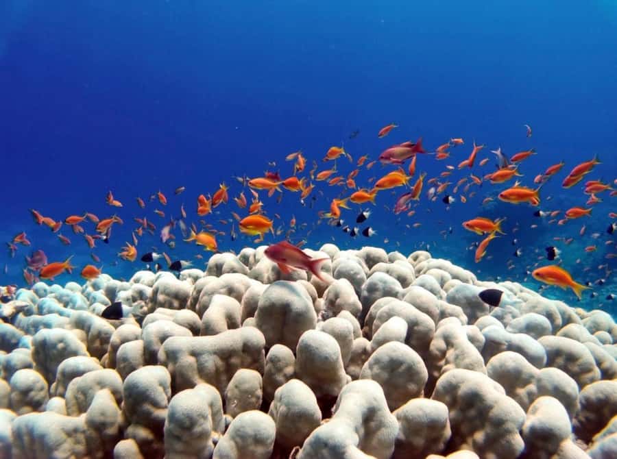 Bali: Underwater Sea Walk, Uluwatu Temple, and Kecak Dance - Small Tips That Make the Day Smoother