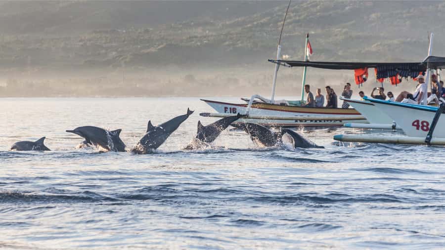 Bali: Watching Dolphin, Swimming & Snorkeling Tour - Guides and captains: the names that keep showing up for a reason