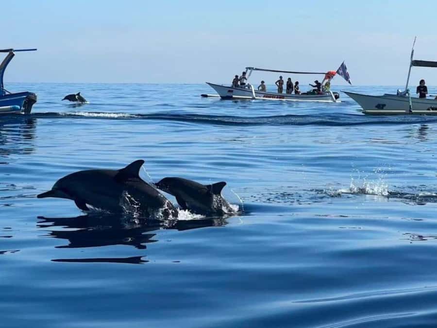 Bali: Watching Dolphin, Swimming & Snorkeling Tour - What the dolphin-spotting part feels like (and what to expect)
