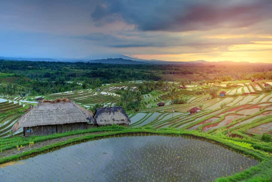 Bali: Water Temple, Waterfalls and Unesco Rice Terrace Tour - Who This Tour Suits Best (and Who Should Rethink It)