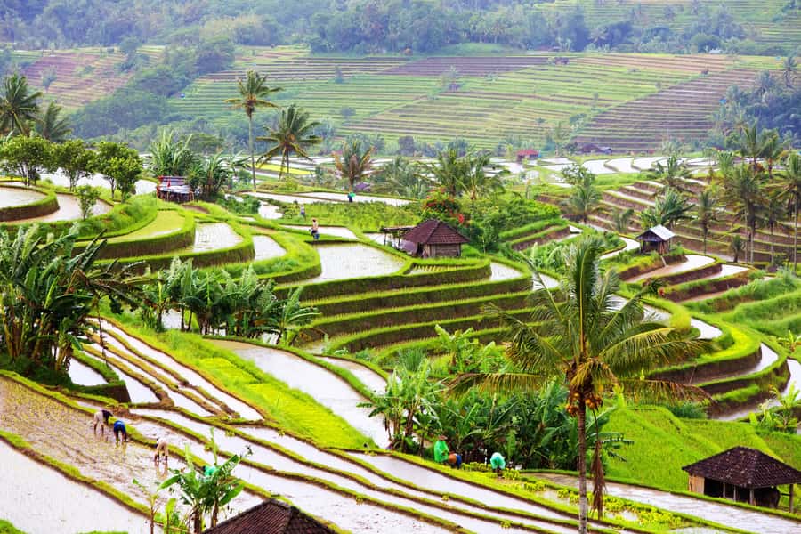 Bali: Water Temple, Waterfalls and Unesco Rice Terrace Tour - Price and Value: Does $36 Make Sense for What You Get?