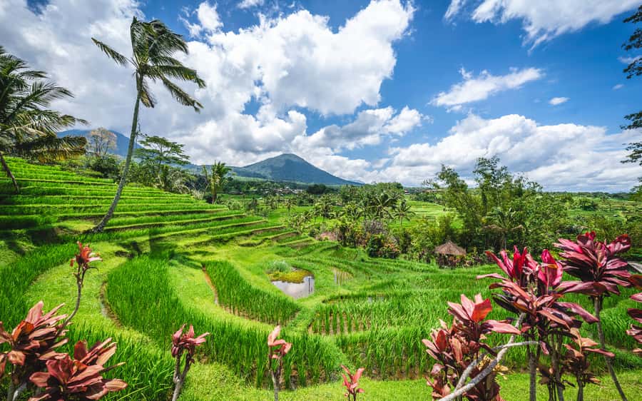 Bali: Waterfalls, Temples, and Rice Terraces Scenic Tour - Jatiluwih Rice Terraces: UNESCO Views Plus The Subak Story