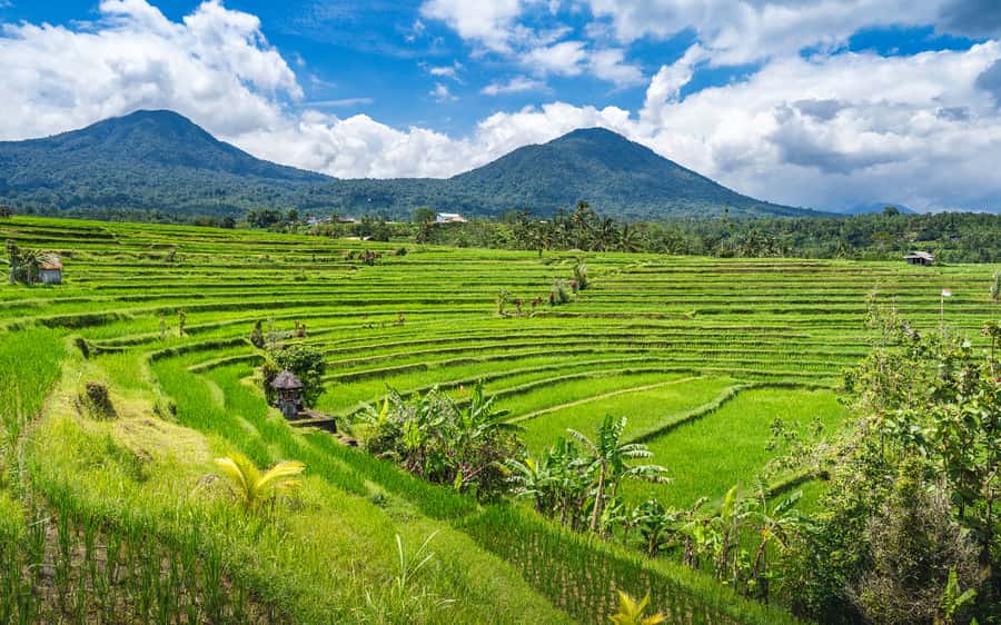 Bali: Waterfalls, Temples, and Rice Terraces Scenic Tour - Jungle Swing Optional: Worth It For The Photo, Not For The Dull