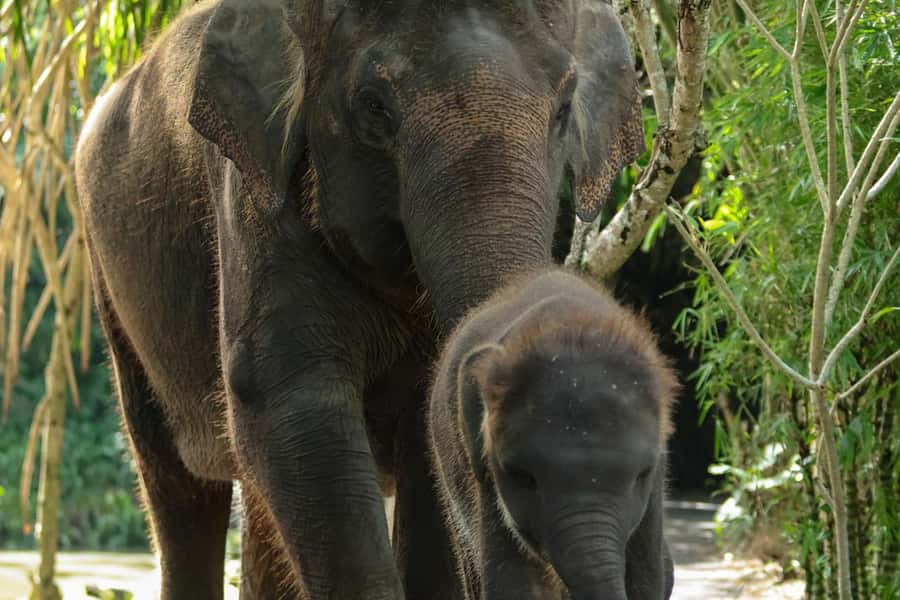 Bali Zoo: Behind Closed Doors Afternoon Safari Guided Tour - Entering Bali Zoo After Hours, and Why the Timing Matters